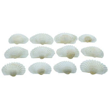 Pack of mini white ARTORIAL SHELLS, ideal for resin art, décor, and crafts.